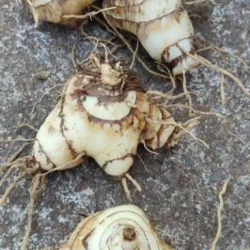 中药材（白芨）