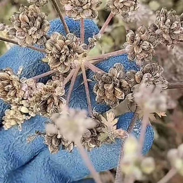 前胡，白花前胡种子