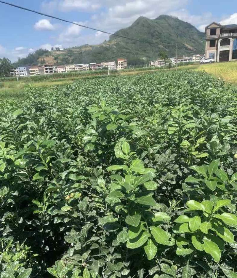 正宗福建度尾文旦柚嫁接苗高70cm-100cm3-4年