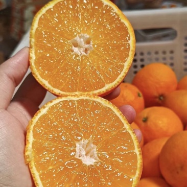 爱媛38号果冻橙，鲜嫩多汁，新鲜采摘