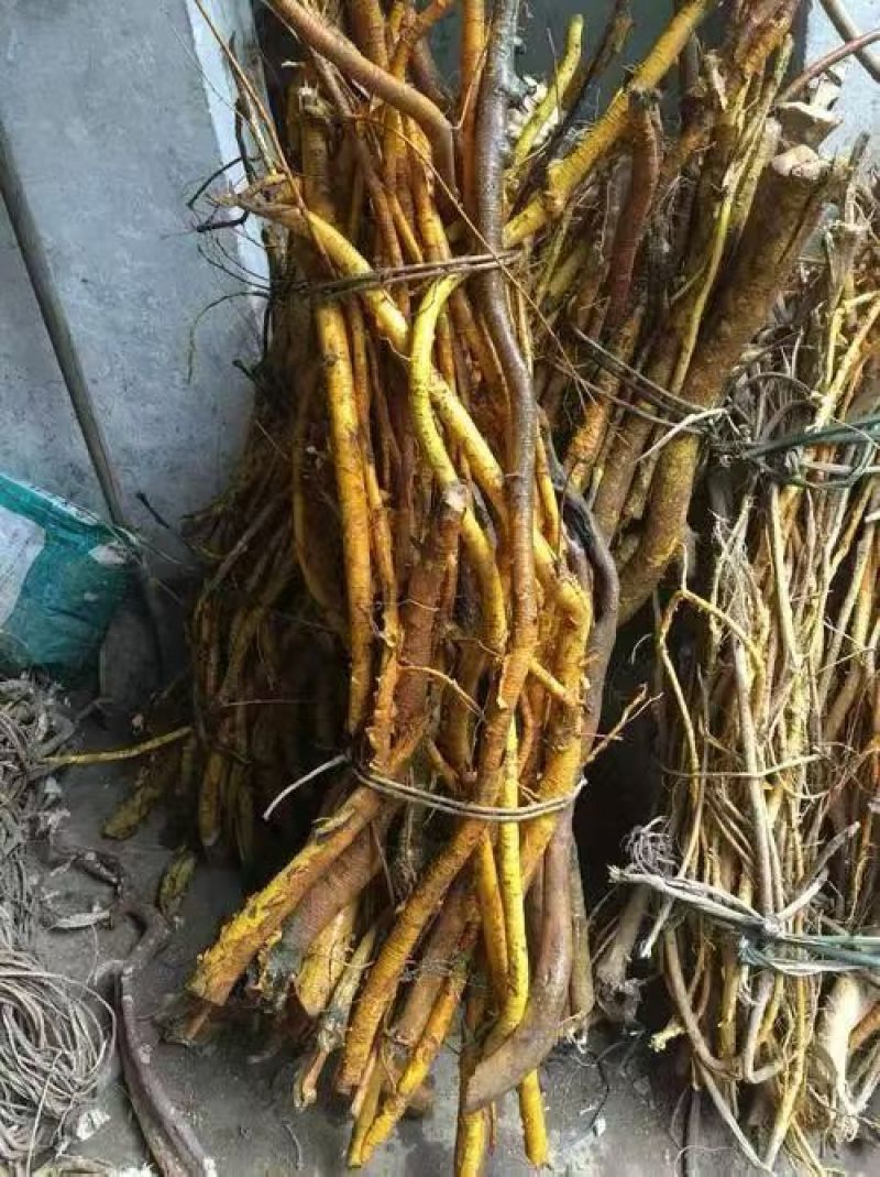 中药材穿破石