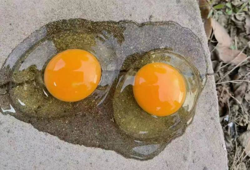 正宗散养土鸡蛋