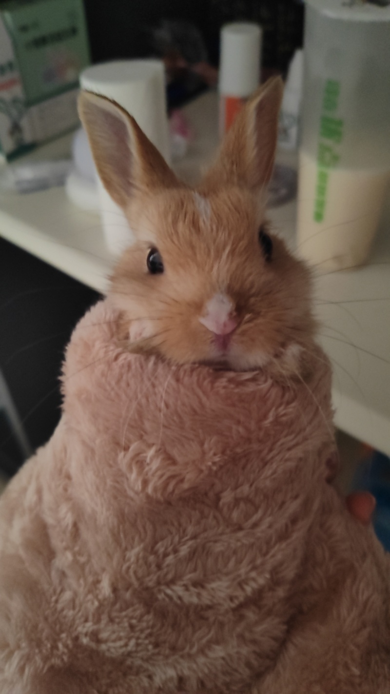 侏儒兔