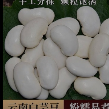 白芸豆