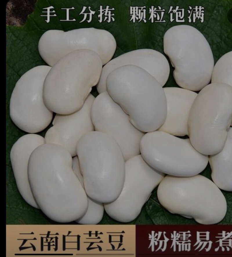 白芸豆