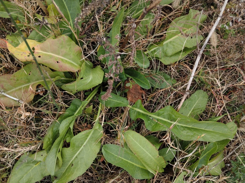野生土大黄