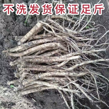 贵州党参