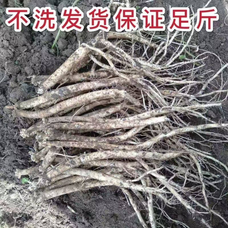 贵州党参