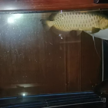 金龙鱼
