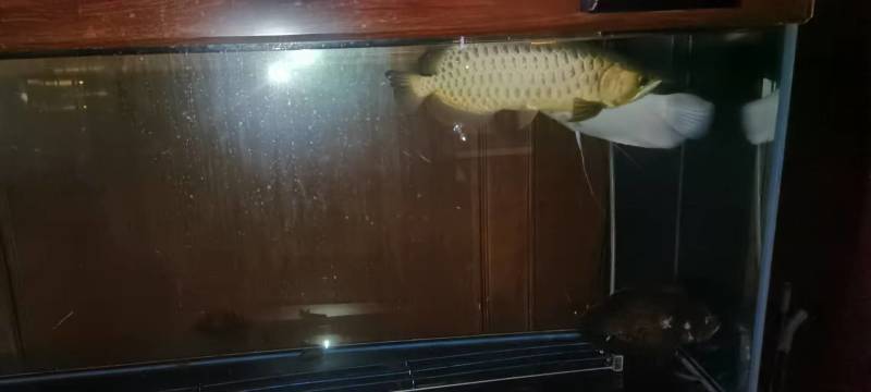 金龙鱼