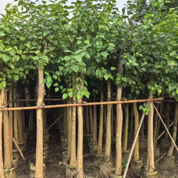 菩提榕5-15分，各种规格，大量低价出售