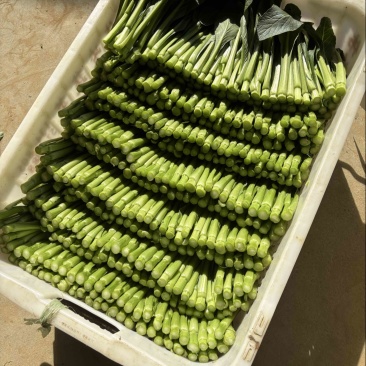 广东精品尖叶菜心