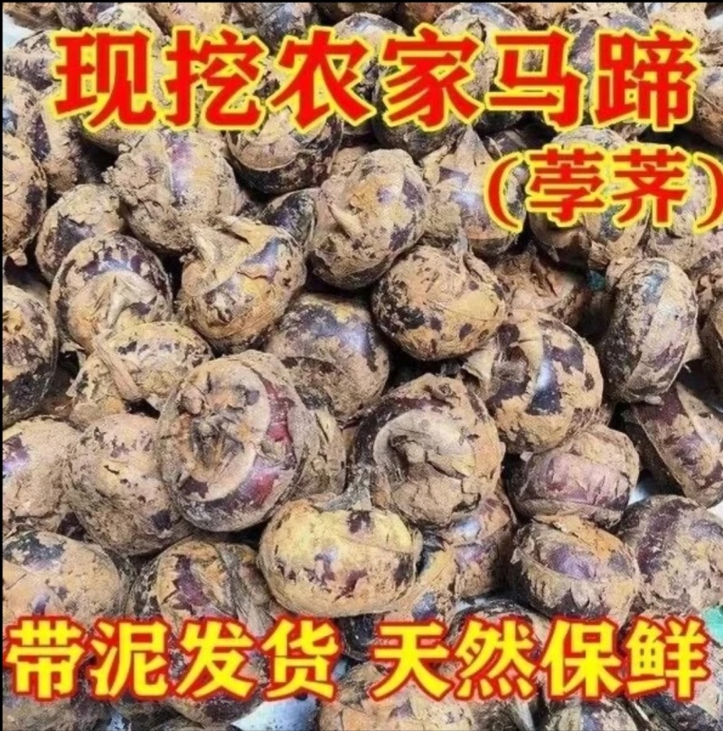 安徽马蹄（马蹄原产地，马蹄之乡）