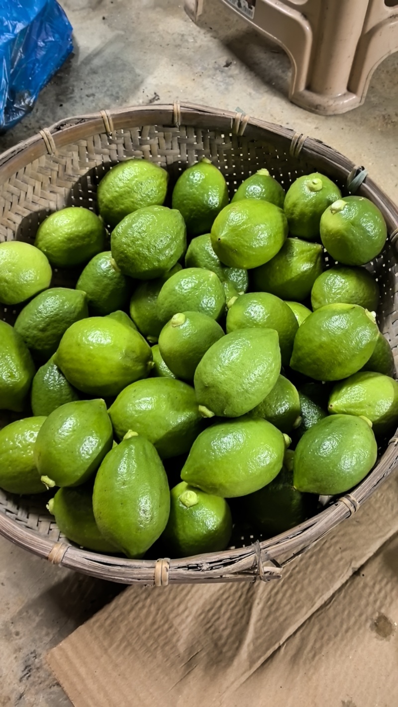 广东香水柠檬