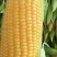 元谋西红柿，西胡芦，甜玉米🌽黄瓜