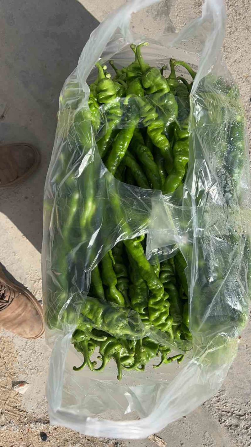 长期有各类辣椒供应有需要的老板可以长期合作