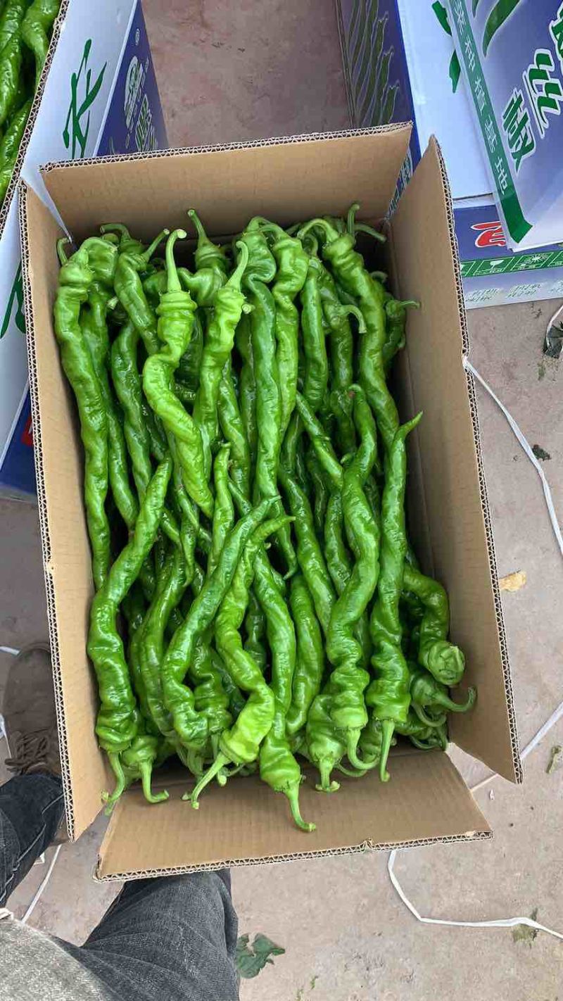 长期有各类辣椒供应有需要的老板可以长期合作