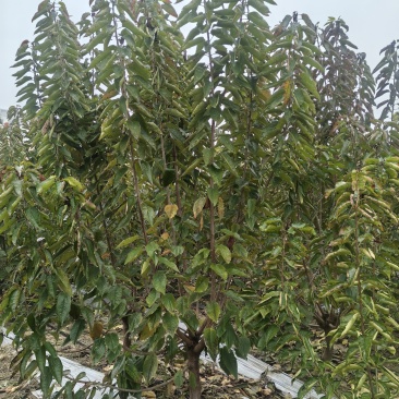 大樱桃树苗