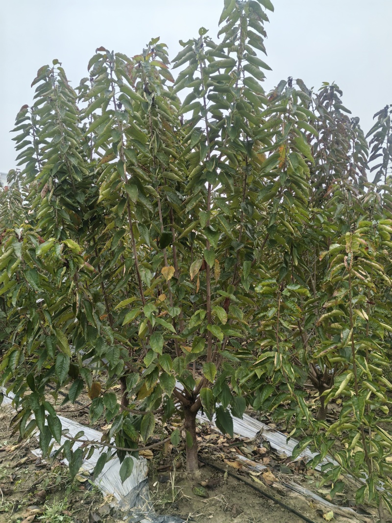 大樱桃树苗