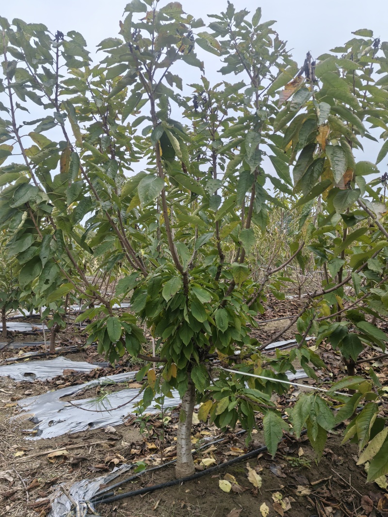 大樱桃树苗