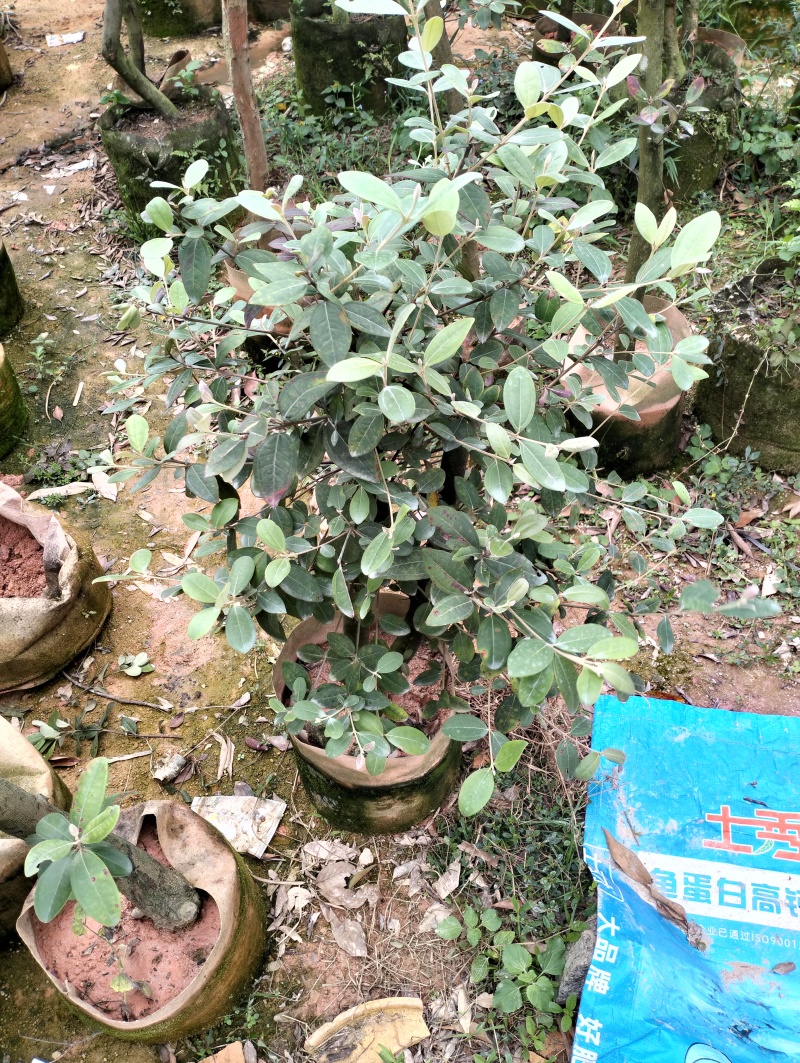 桃金娘树苗老桩三公分到五公分左右