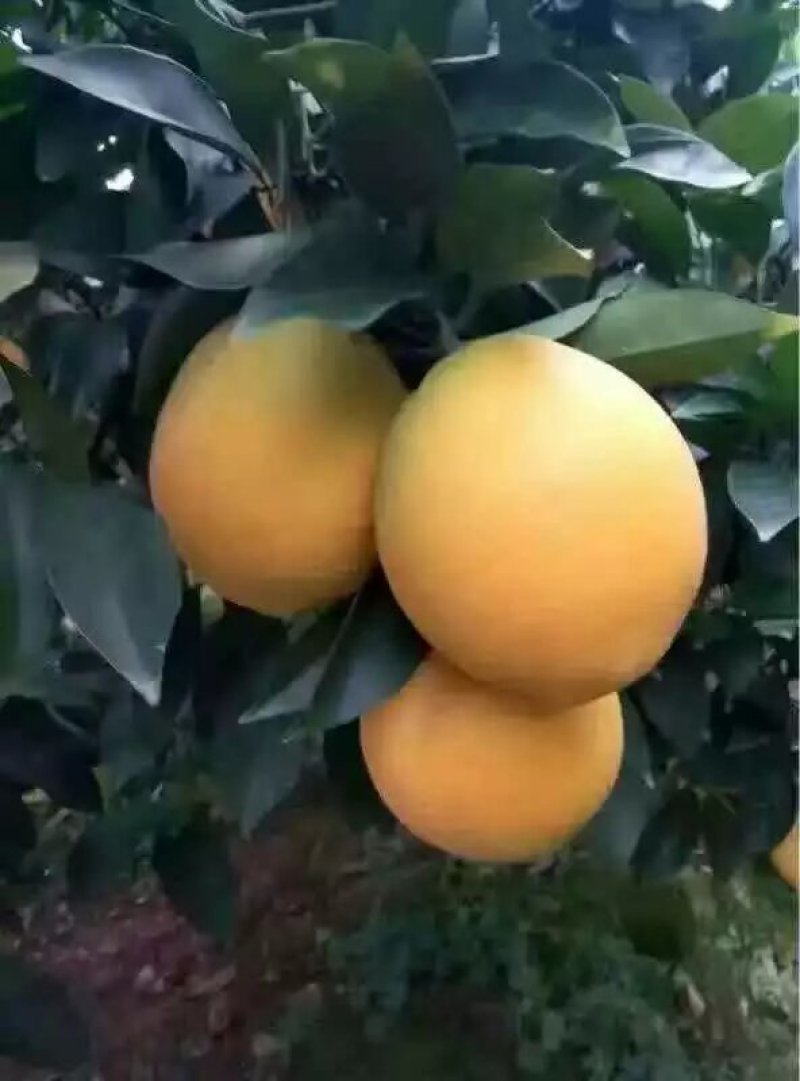 赣南脐橙