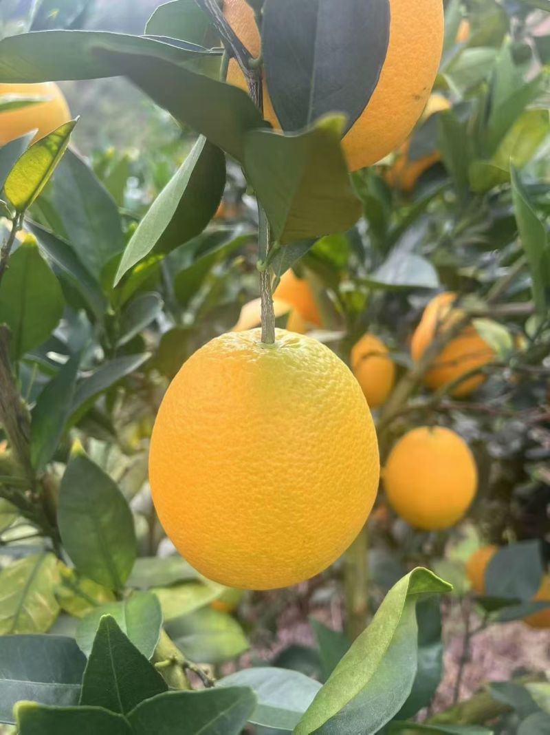 赣南脐橙