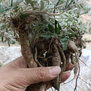 产地野生正品翻白草及各种野生药材！