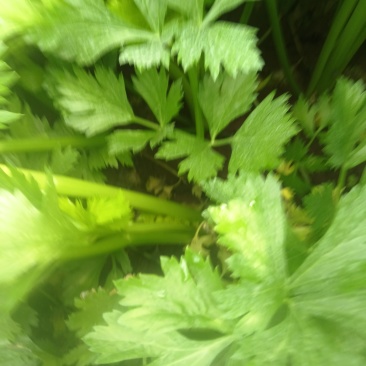 西芹