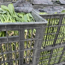 小黑框散装菠菜有要的吗