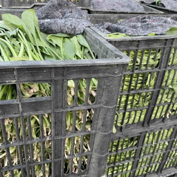 小黑框散装菠菜有要的吗