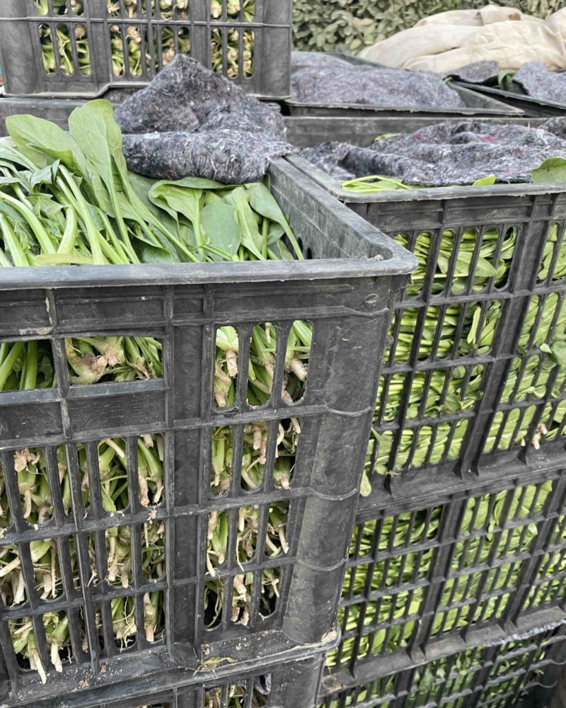 小黑框散装菠菜有要的吗