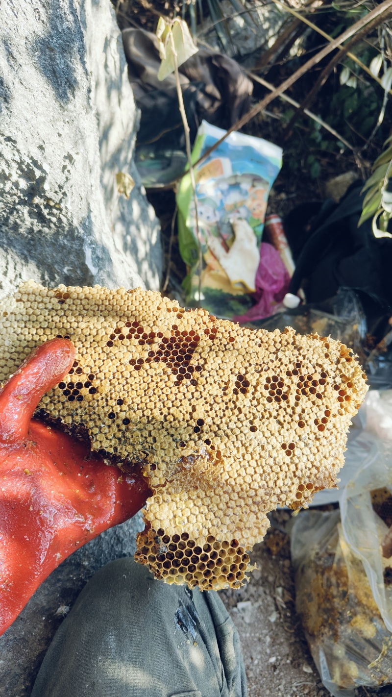 蜂蜜，不作假野生百花蜜