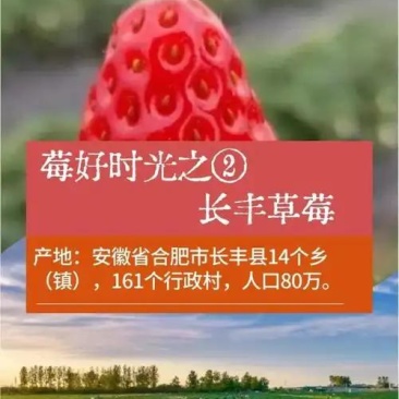 长丰草莓，价格面谈