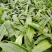 毛茨菇