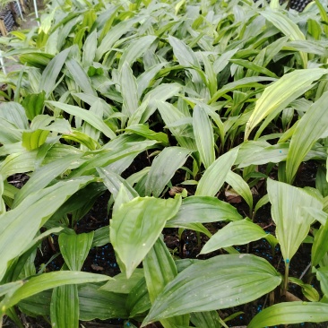 毛茨菇