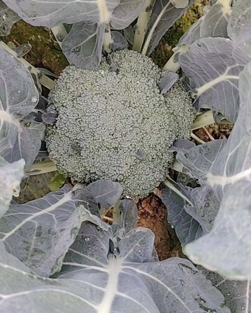 精品耐寒西兰花