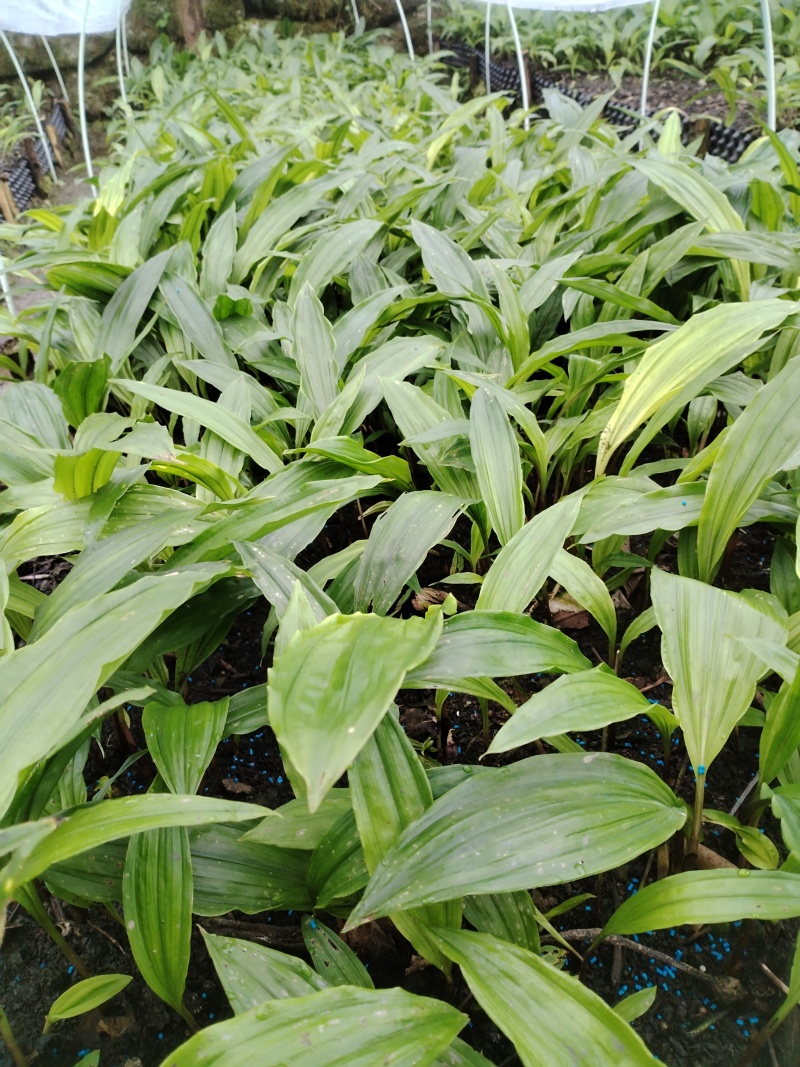 毛茨菇花芽苗