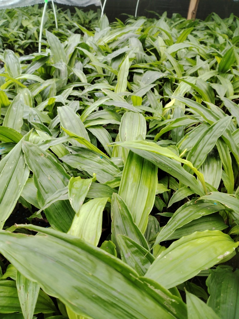 毛茨菇花芽苗