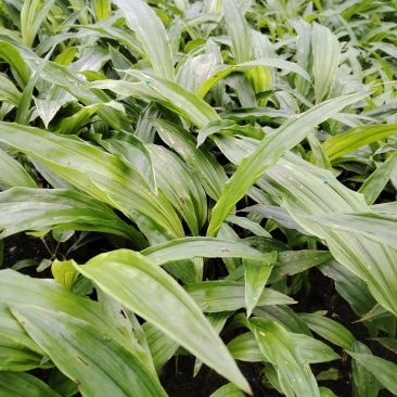 毛茨菇花芽苗