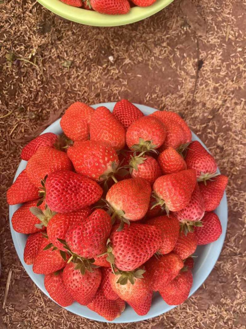 香野草莓大量上市