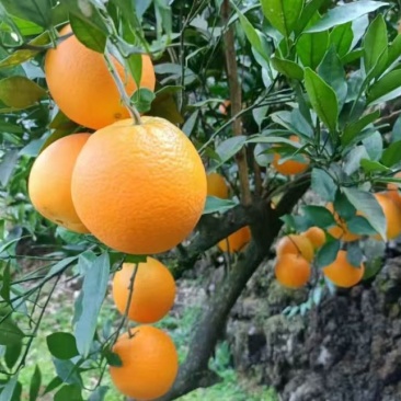 湘西里耶脐橙