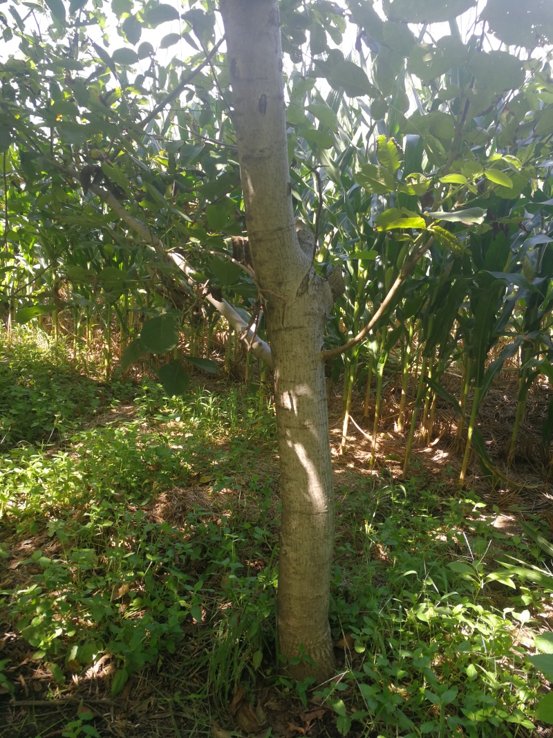 核桃树