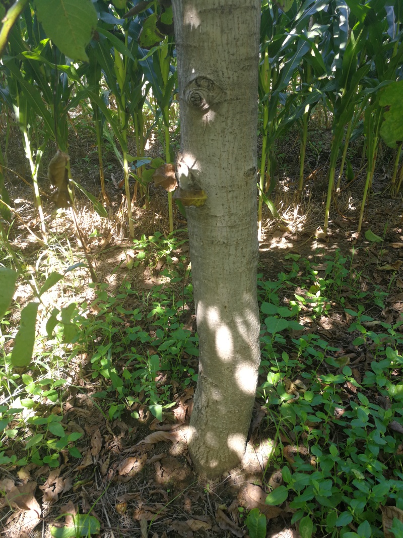 核桃树