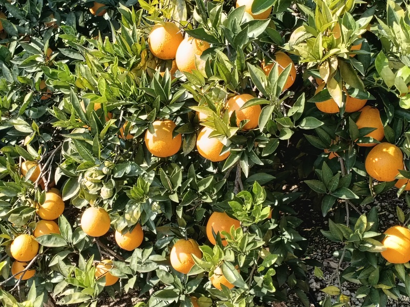 奉节脐橙