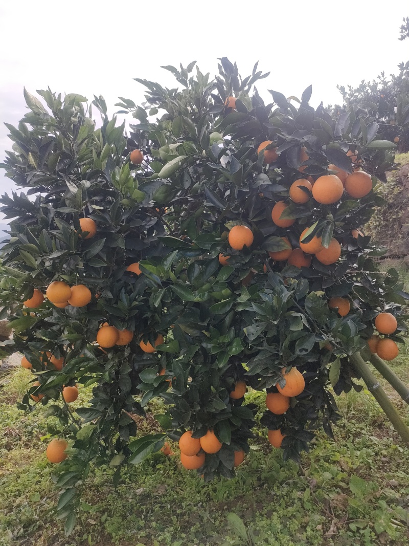 峡江甜橙
