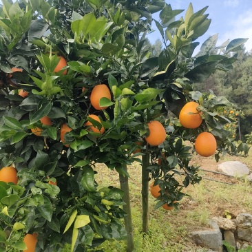 峡江甜橙