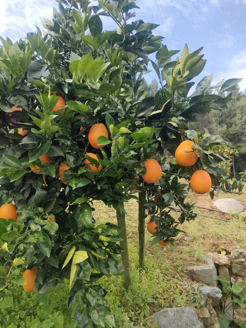 峡江甜橙