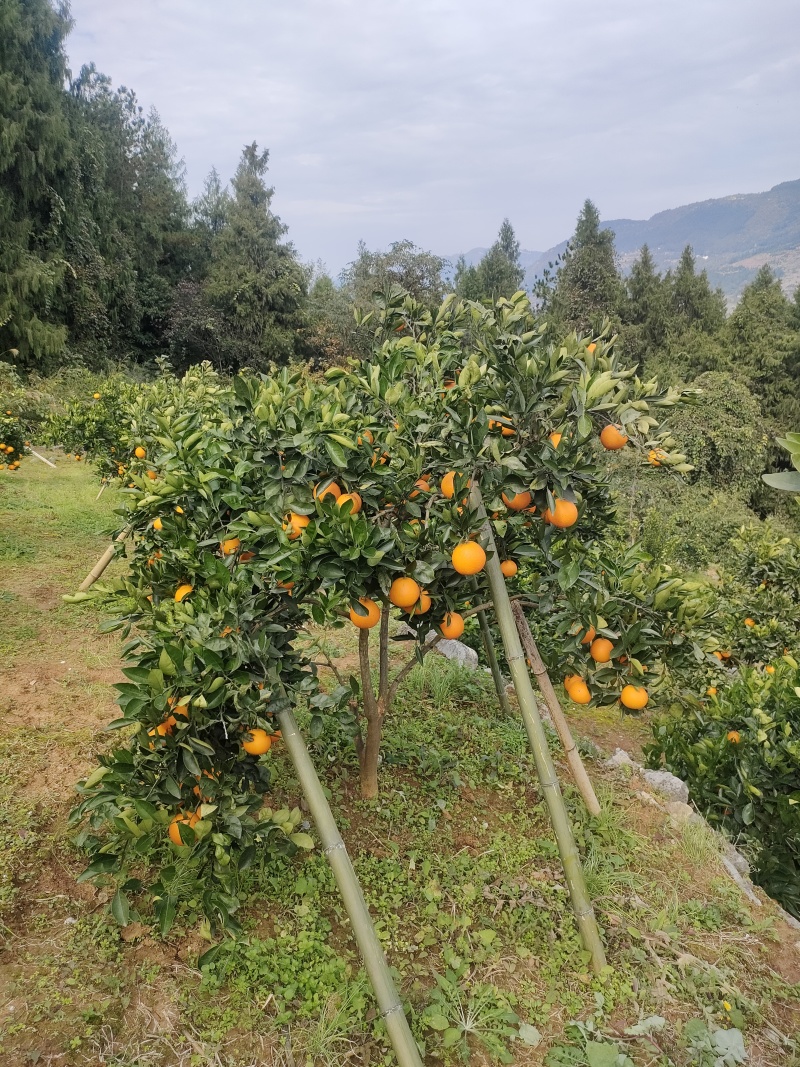 峡江甜橙