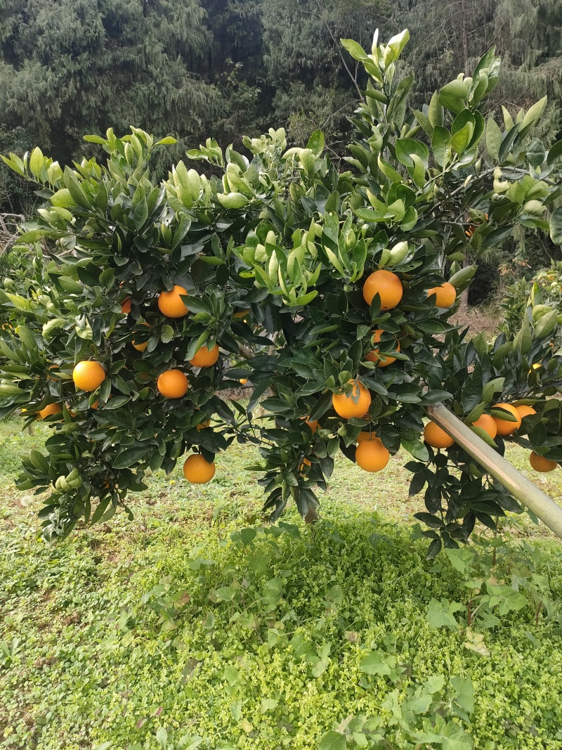 峡江甜橙